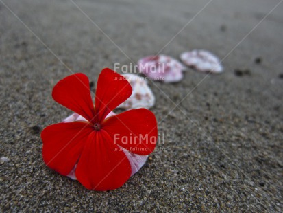 Fair Trade Photo Beach, Flower, Horizontal, Outdoor, Peru, Red, Sand, Shell, South America, Spirituality, Summer, Wellness