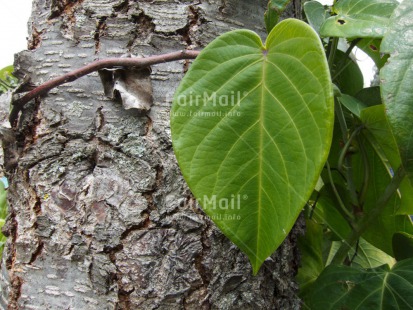 Fair Trade Photo Green, Heart, Horizontal, Leaf, Love, Nature, Peru, South America, Tree