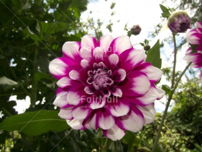 Fair Trade Photo Closeup, Clouds, Day, Flower, Green, Horizontal, Nature, Outdoor, Peru, Pink, Sky, South America