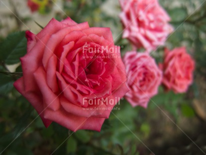 Fair Trade Photo Closeup, Day, Flower, Green, Horizontal, Nature, Outdoor, Peru, Rose, South America