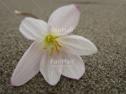 Fair Trade Photo Beach, Closeup, Colour image, Condolence-Sympathy, Day, Flower, Horizontal, Outdoor, Peru, South America, White