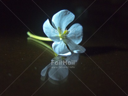 Fair Trade Photo Black, Closeup, Colour image, Condolence-Sympathy, Flower, Horizontal, Peru, Reflection, South America, Studio, White