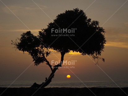 Fair Trade Photo Backlit, Beach, Colour image, Evening, Horizontal, Outdoor, Peru, Scenic, Silhouette, Sky, South America, Sunset, Travel, Tree