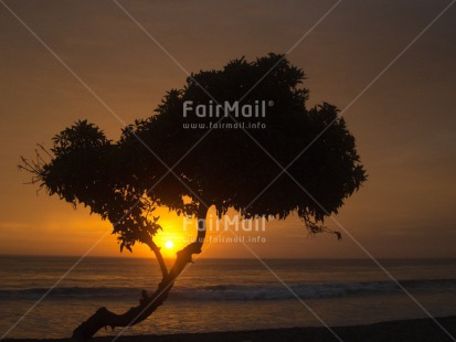 Fair Trade Photo Backlit, Beach, Colour image, Evening, Horizontal, Nature, Outdoor, Peru, Scenic, Sea, Silhouette, South America, Sunset, Travel, Tree