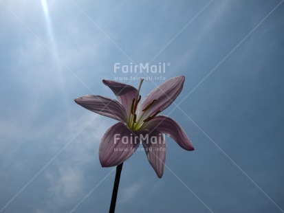 Fair Trade Photo Backlit, Closeup, Colour image, Condolence-Sympathy, Day, Flower, Horizontal, Outdoor, Peru, Sky, South America, Spirituality, Thinking of you