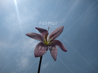 Fair Trade Photo Backlit, Closeup, Colour image, Condolence-Sympathy, Day, Flower, Horizontal, Outdoor, Peru, Sky, South America, Spirituality, Thinking of you