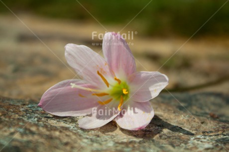 Fair Trade Photo Closeup, Colour image, Flower, Horizontal, Peru, South America