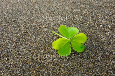 Fair Trade Photo Beach, Closeup, Clover, Colour image, Condolence-Sympathy, Day, Good luck, Horizontal, Outdoor, Peru, Sand, South America, Trefoil