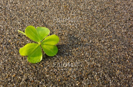 Fair Trade Photo Beach, Closeup, Clover, Colour image, Condolence-Sympathy, Day, Good luck, Horizontal, Outdoor, Peru, Sand, South America, Trefoil