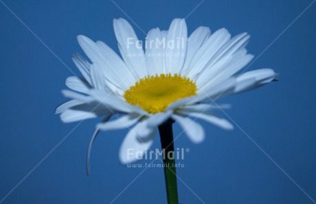 Fair Trade Photo Blue, Closeup, Colour image, Flower, Peru, Sky, South America, Summer, White, Yellow