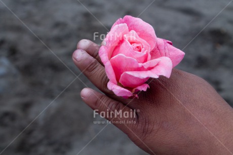 Fair Trade Photo Artistique, Closeup, Colour image, Day, Flower, Hand, Love, Outdoor, Peru, Rose, South America