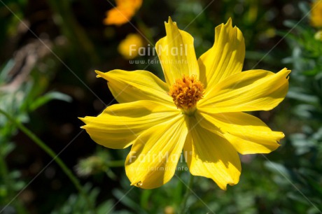 Fair Trade Photo Closeup, Colour image, Flower, Mothers day, Peru, South America, Yellow