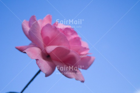 Fair Trade Photo Blue, Colour image, Condolence-Sympathy, Flower, Mothers day, Peru, Pink, Sky, South America