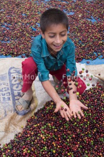 Fair Trade Photo 5 -10 years, Activity, Agriculture, Casual clothing, Clothing, Coffee, Colour image, Fair trade, Food and alimentation, Harvest, Latin, One boy, People, Peru, Rural, Smiling, South America, Throwing
