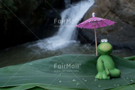 Fair Trade Photo Activity, Animals, Closeup, Colour image, Cute, Day, Frog, Funny, Green, Leaf, Love, Outdoor, Peru, Relaxing, South America, Umbrella, Valentines day, Waterdrop, Waterfall