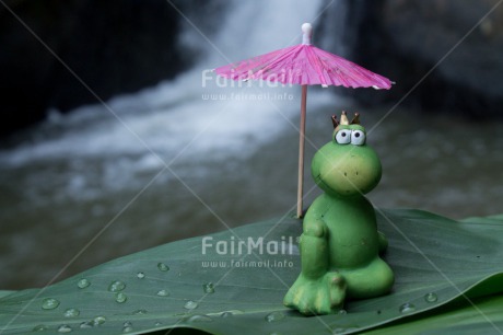 Fair Trade Photo Activity, Animals, Closeup, Colour image, Cute, Day, Frog, Funny, Green, Leaf, Love, Outdoor, Peru, Relaxing, South America, Umbrella, Valentines day, Waterdrop, Waterfall