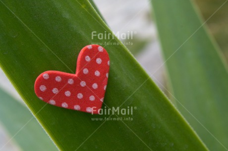 Fair Trade Photo Closeup, Colour image, Green, Heart, Leaf, Love, Peru, Red, South America, Valentines day