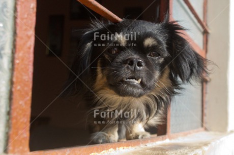 Fair Trade Photo Activity, Animals, Colour image, Dog, Funny, Looking at camera, Peru, South America