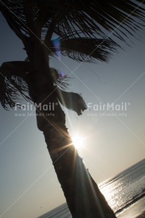 Fair Trade Photo Beach, Colour image, Evening, Holiday, Light, Outdoor, Palmtree, Peru, Sea, South America, Sun, Sunset, Travel