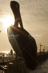 Fair Trade Photo Animals, Backlit, Bird, Colour image, Pelican, Peru, Silhouette, South America, Sunset, Wildlife