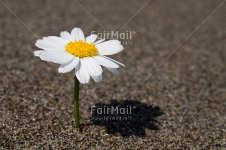 Fair Trade Photo Beach, Closeup, Condolence-Sympathy, Flower, Horizontal, Peru, Sand, South America, White, Yellow