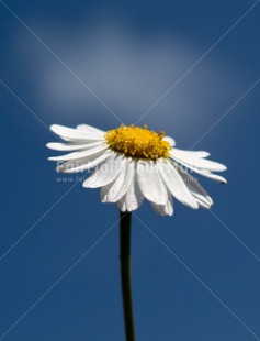 Fair Trade Photo Blue, Closeup, Flower, Peru, Sky, South America, Summer, Vertical, White, Yellow