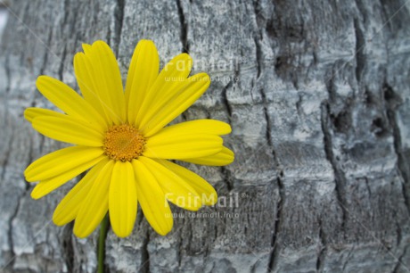 Fair Trade Photo Closeup, Flower, Horizontal, Mothers day, Peru, South America, Tree, Wood, Yellow