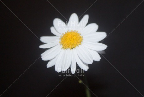 Fair Trade Photo Closeup, Flower, Horizontal, Peru, South America, White, Yellow