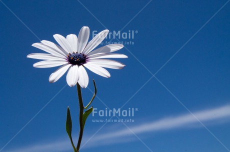 Fair Trade Photo Blue, Closeup, Flower, Horizontal, Mothers day, Peru, Sky, South America, Summer, White