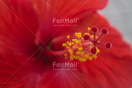 Fair Trade Photo Closeup, Flower, Horizontal, Peru, Red, South America