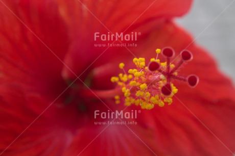 Fair Trade Photo Closeup, Flower, Horizontal, Peru, Red, South America