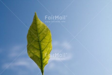 Fair Trade Photo Blue, Condolence-Sympathy, Environment, Green, Horizontal, Leaf, Nature, Peru, Plant, South America, Sustainability, Values