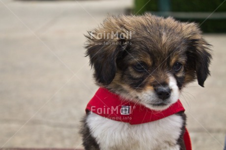 Fair Trade Photo Animals, Closeup, Colour image, Cute, Day, Dog, Funny, Horizontal, Outdoor, Peru, Puppy, South America