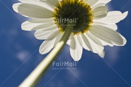 Fair Trade Photo Blue, Closeup, Colour image, Condolence-Sympathy, Flower, Horizontal, Low angle view, Peru, Seasons, Sky, South America, Summer, White