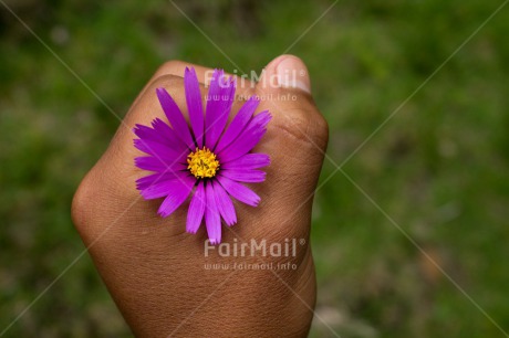 Fair Trade Photo Closeup, Colour image, Flower, Hand, Horizontal, Peru, Purple, South America