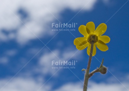 Fair Trade Photo Closeup, Colour image, Day, Flower, Horizontal, Outdoor, Peru, South America, Summer, Well done, Yellow