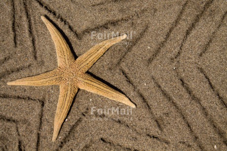 Fair Trade Photo Beach, Closeup, Colour image, Horizontal, Peru, Sand, Shell, South America, Spirituality, Wellness