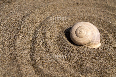 Fair Trade Photo Beach, Closeup, Colour image, Horizontal, Peru, Sand, Shell, South America, Spirituality, Wellness
