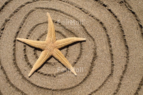 Fair Trade Photo Beach, Closeup, Colour image, Horizontal, Peru, Sand, Shell, South America, Spirituality, Wellness