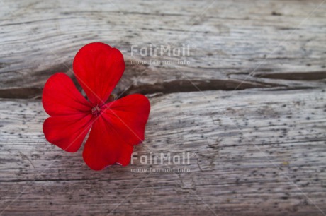Fair Trade Photo Closeup, Colour image, Flower, Horizontal, Mothers day, Peru, Red, South America, Wood