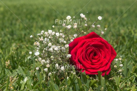 Fair Trade Photo Colour image, Flower, Grass, Green, Horizontal, Love, Marriage, Peru, Red, Rose, South America, Valentines day, Wedding, White