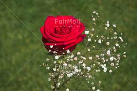 Fair Trade Photo Colour image, Flower, Horizontal, Love, Marriage, Peru, Red, Rose, South America, Valentines day, Wedding