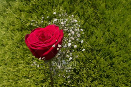 Fair Trade Photo Closeup, Colour image, Green, Horizontal, Love, Mothers day, Peru, Red, Rose, South America, Valentines day