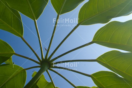 Fair Trade Photo Colour image, Horizontal, Leaf, Nature, Peru, Plant, Sky, South America, Summer