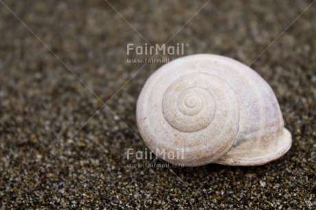 Fair Trade Photo Beach, Colour image, Horizontal, Peru, Shell, South America, Summer