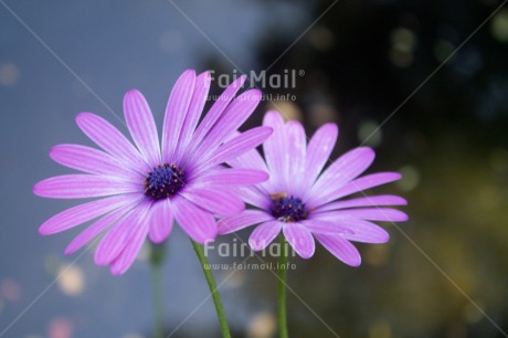 Fair Trade Photo Closeup, Colour image, Flower, Horizontal, Mothers day, Peru, South America