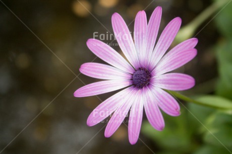 Fair Trade Photo Closeup, Colour image, Flower, Horizontal, Mothers day, Peru, South America