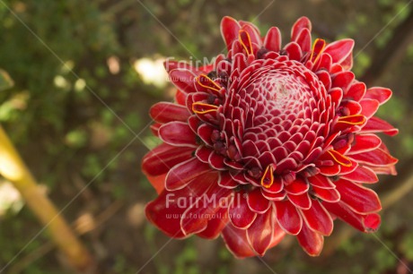 Fair Trade Photo Closeup, Colour image, Flower, Horizontal, Mothers day, Peru, Red, South America