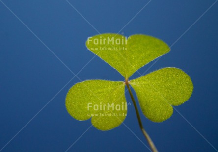 Fair Trade Photo Blue, Colour image, Good luck, Green, Horizontal, Leaf, Peru, South America, Trefoil