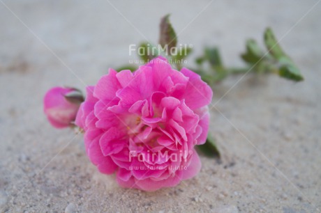 Fair Trade Photo Closeup, Colour image, Condolence-Sympathy, Flower, Horizontal, Mothers day, Peru, Pink, Shooting style, South America, Thank you